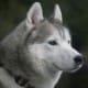 A Husky Life
