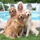 Golden Daily Scoop