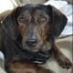 Dolly the Doxie