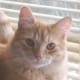 LAPCATS Sacramento Area Cat & Kitten Adoptions