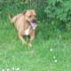 Sheba's Life Story
