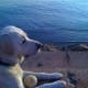 Dogs N Pawz